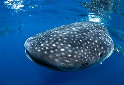 Requin baleine au Mexique