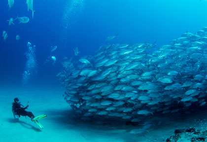 Faune sous-marine mer de cortez