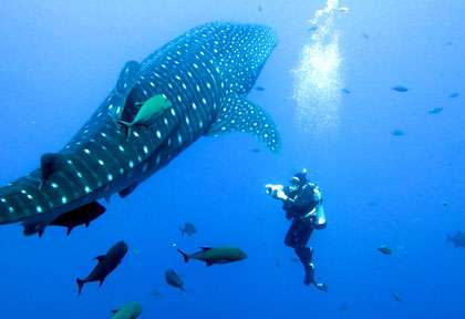 Requin-baleine à Socorro