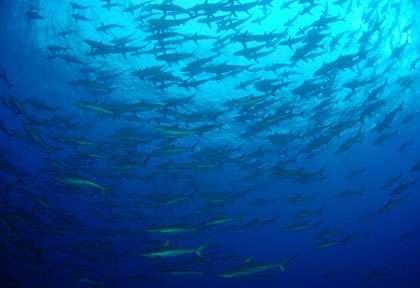 Requins soyeux à Socorro