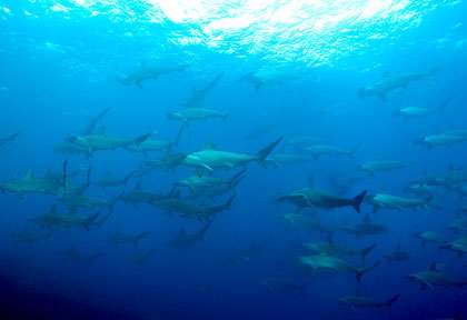 requin-marteau au MExique