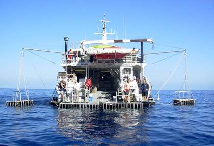 Plongée requin blanc à Guadalupe