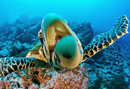 Tortue en plongée au Panama