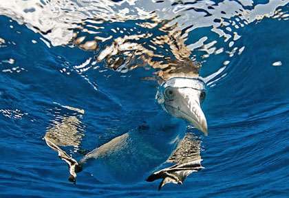 Oiseau la tête sous l’eau au Panama