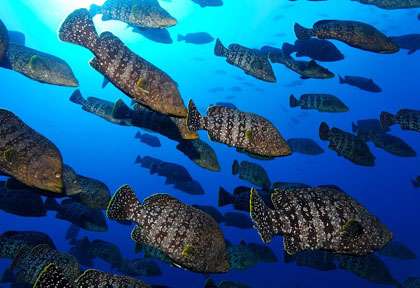 Plongée à Coiba au Panama