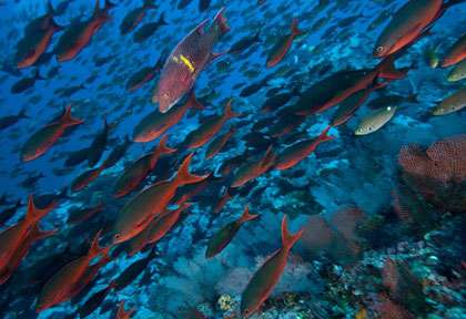 Plongée à Coiba au Panama