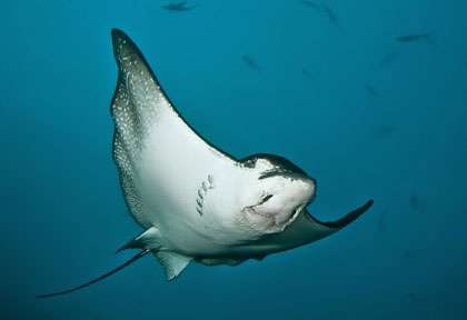 Raie Aigle en plongée à Coiba au Panama