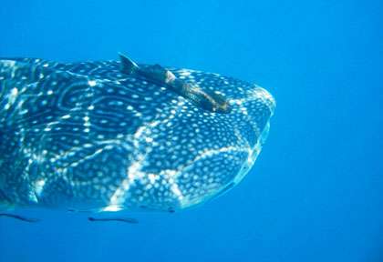 Plongée à Karimunjawa