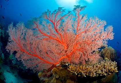 Plongée à Karimunjawa