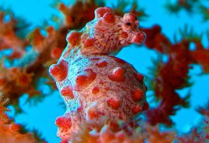 Hyppocampe pygmée à Bali