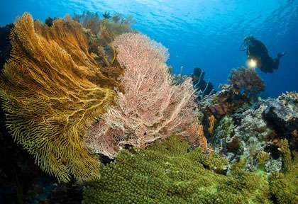 Plongée à Menjangan