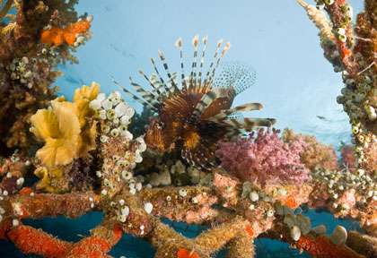 Lion de mer en plongée à Permuteran