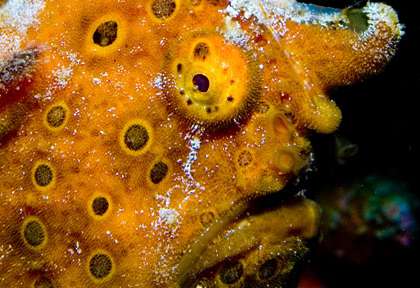 Poisson grenouille à Bali