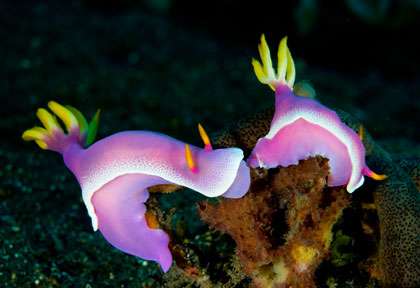 Nudibranche à Menjagan Island