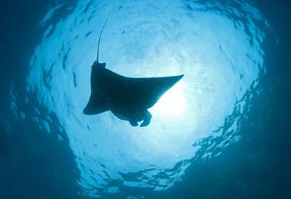 Raie Manta en plongée à Bali
