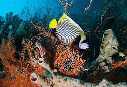 Poisson ange empereur en plongée  à Nusa Penida
