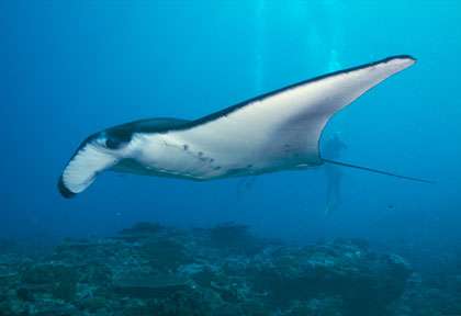 Plongée avec les raies manta de Nusa Penida
