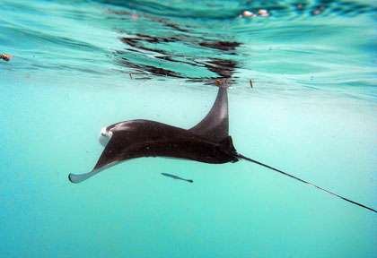 Raie manta à Loombok