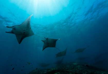 Raie Manta à Gili Trawangan