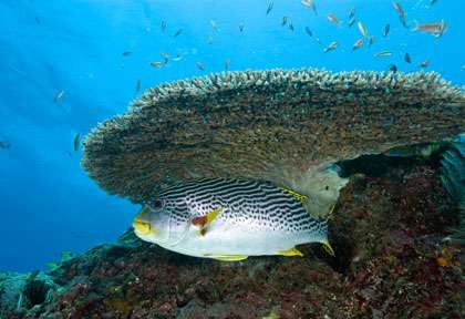 Gaterin en plongée à Gili Trawangan