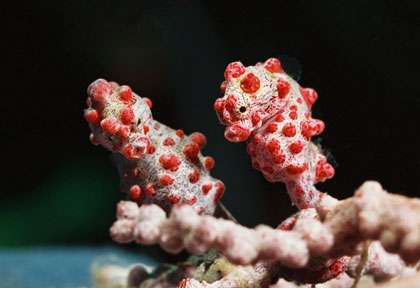 Hyppocampe Pygmée à Gili trawangan