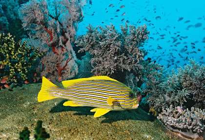 Croisière plongée à Komodo