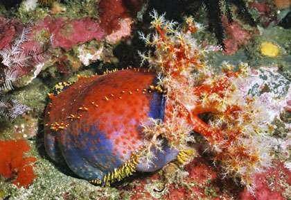 Plongée à Rinca au Sud de komodo