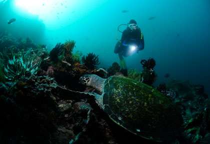 Tortue en plongée à Alors