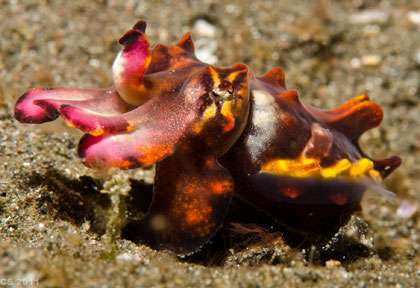 Flamboyant en plonge à Alor