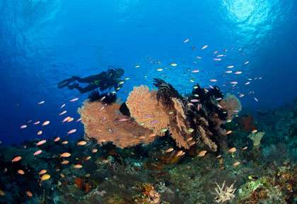 Plongée Ambon et Moluques