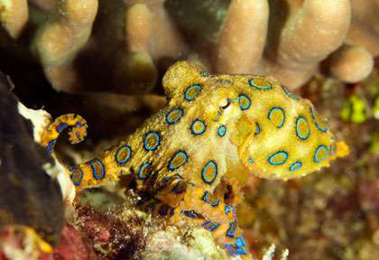 Plongée Cape Paperu