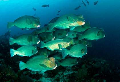 banc de perroquets à bosse