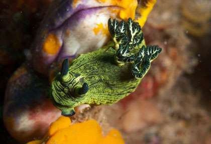 Les moluques en plongée