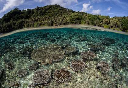 Plongée en Mer de Banda