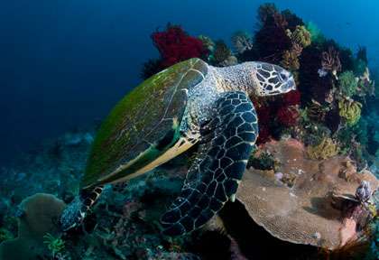 Tortue en mer de Banda