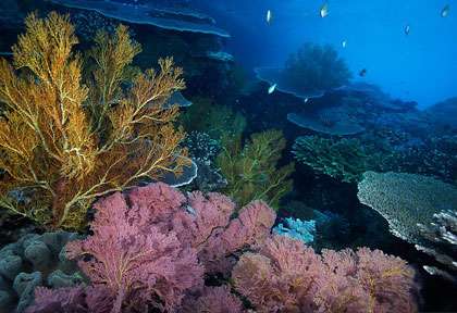 Corail à Kri Island