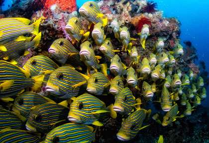 Banc de gaterins à Raja Ampat