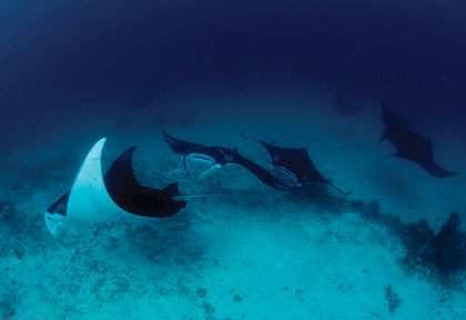 Balais de raies manta en Raja Ampat