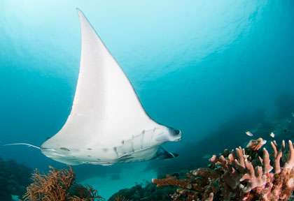 Raie manta en plongée à Cenderawasih