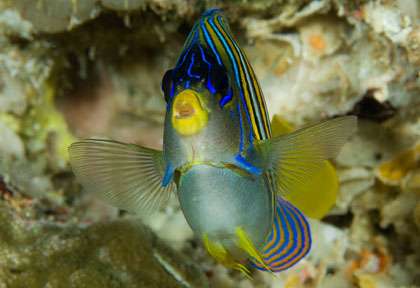 Plongée nord Sulawesi à Manado