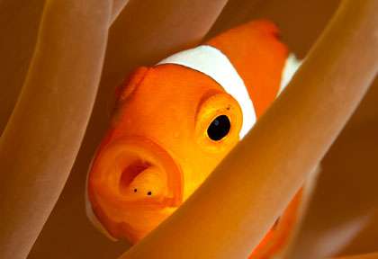 Poisson clown à Manado