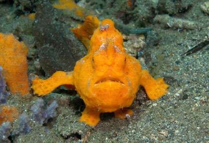 Poisson Grenouille en plongée à Bunaken