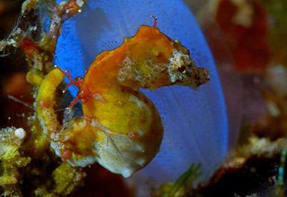 Hyppocampe en plongée à Manado