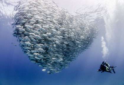 Plongée à sous-marine à Cabo Pulmo