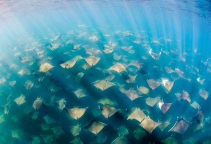 Raie Mobula à Cabo Pulmo