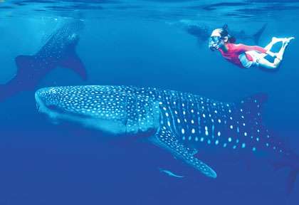 Les requins-baleines de Bahia de Los angeles