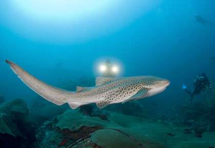 Plongée en mer d’Andaman