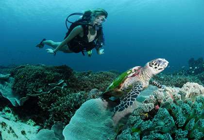 Plongée aux Mergui