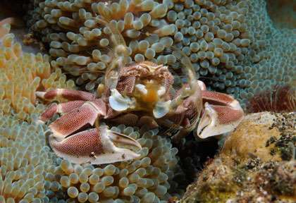 Crabe porcelaine en Plongée