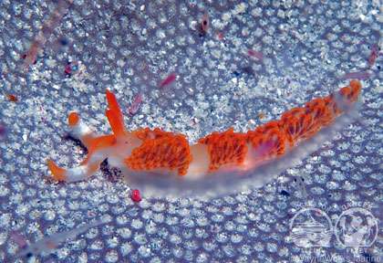 Les saisons pour plonger à Komodo